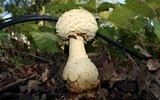 Amanita ravenelii image