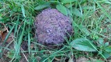 Calvatia cyathiformis image