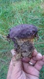 Calvatia cyathiformis image
