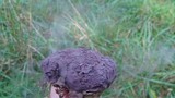 Calvatia cyathiformis image