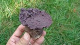 Calvatia cyathiformis image