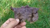 Calvatia cyathiformis image