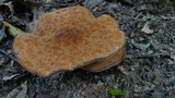 Polyporus radicatus image