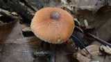 Leucoagaricus rubrotinctus image