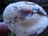 Rhodocollybia maculata image