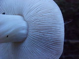 Rhodocollybia maculata image