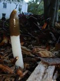 Mutinus ravenelii image