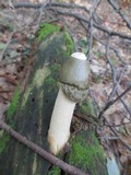 Phallus ravenelii image