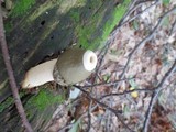 Phallus ravenelii image