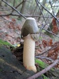 Phallus ravenelii image