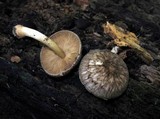 Pluteus umbrosus image