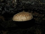 Pluteus umbrosus image