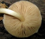 Pluteus umbrosus image