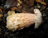 Austroboletus subflavidus image