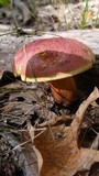 Boletochaete bicolor image