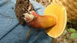 Boletochaete bicolor image