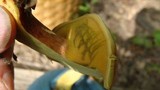 Boletochaete bicolor image