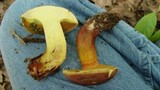 Boletochaete bicolor image