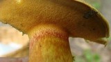 Boletochaete bicolor image
