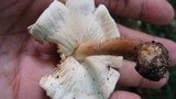 Echinoderma asperum image