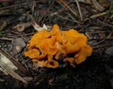Craterellus odoratus image