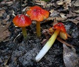 Hygrocybe cuspidata image