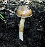 Amanita sect. Vaginatae image
