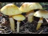 Amanita flavorubens image
