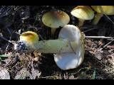 Amanita flavorubens image