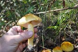 Amanita flavorubens image