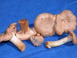 Cantharellus formosus image