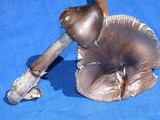 Amanita constricta image
