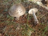 Amanita rhacopus image