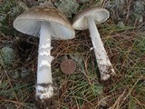 Amanita rhacopus image