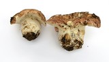 Russula cyanoxantha image