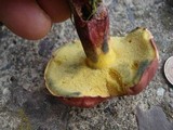 Baorangia bicolor image