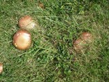 Baorangia bicolor image