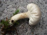 Calvatia elata image