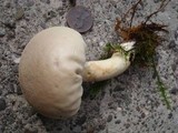 Calvatia elata image