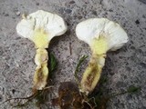 Calvatia elata image