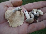 Clitopilus prunulus image