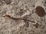 Entoloma conicum image