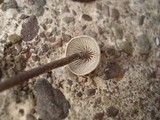 Entoloma conicum image