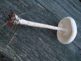 Melanoleuca verrucipes image