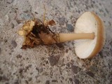 Rhodocollybia butyracea image