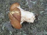 Suillus luteus image