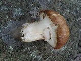 Suillus luteus image
