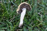 Stropharia coronilla image