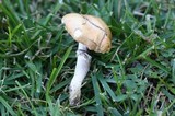 Stropharia coronilla image