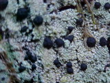 Mycoblastus sanguinarius f. sanguinarius image
